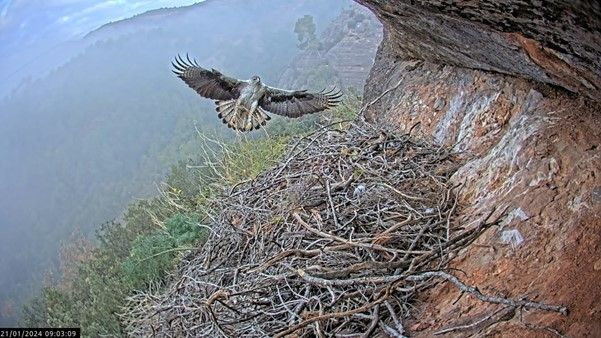 IUCN_Med's tweet image. 🌍Tech meets Nature in Spain

3 pilot cases in the #Tech4Nature project, demonstrate how regional innovation can inspire solutions worldwide:

🦅 Monitoring Bonelli’s eagles
🦇 Tracking bats
🏔️ Protecting Sierra Nevada

🔗 Read more: bit.ly/3ItRmt0

#IUCNCongress