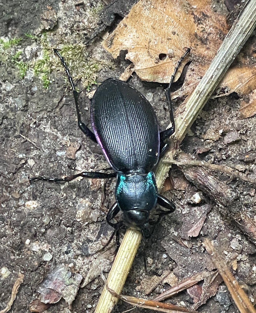 Some splendid inverts seen in Brittany in the last week included some non-UK species like the bee-fly Villa Hottentotta and the firebug lookalike Melanocoryphus albomaculatus plus Hornet Robberfly and Violet Ground Beetle.