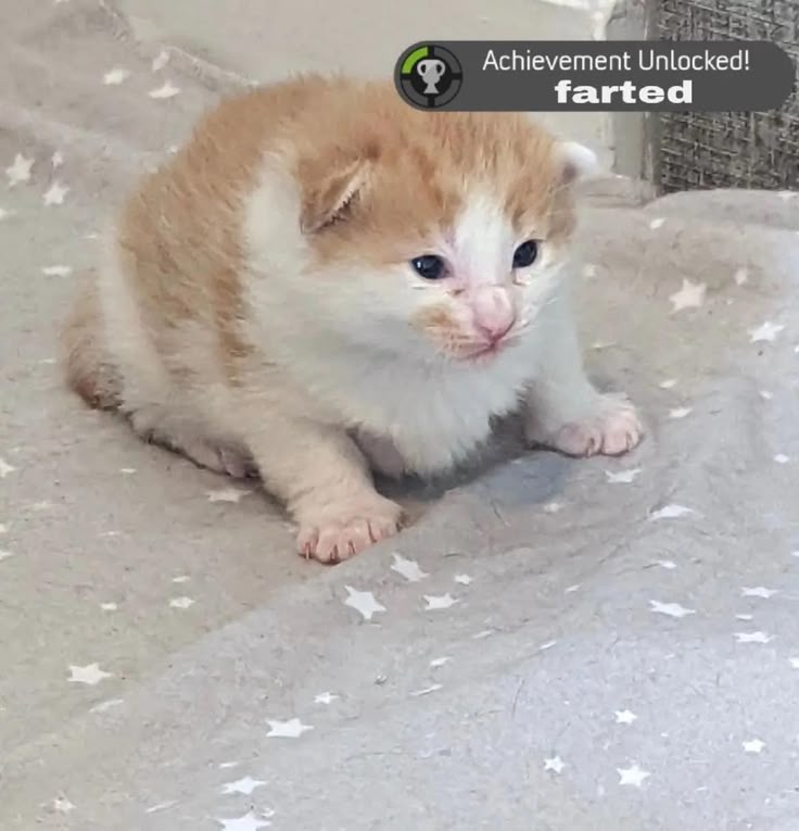 Deep_pier's tweet image. It&apos;s so Big