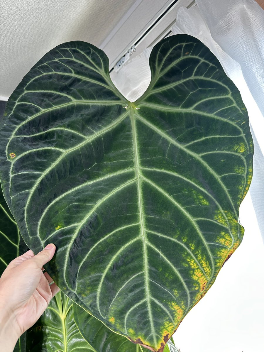 Masaya (@masaya_zxrs) / X