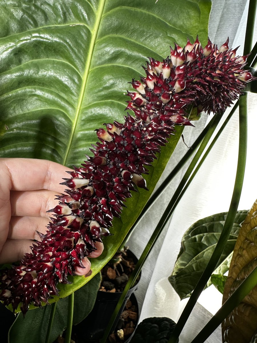 Masaya (@masaya_zxrs) / X