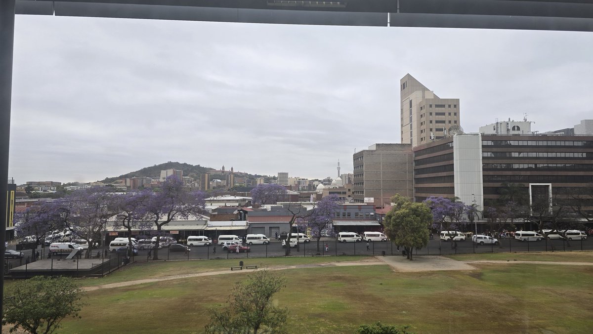 nasiphim's tweet image. This is why we are called the Jacaranda City: Purple blooms all around 🇿🇦♥️🇿🇦