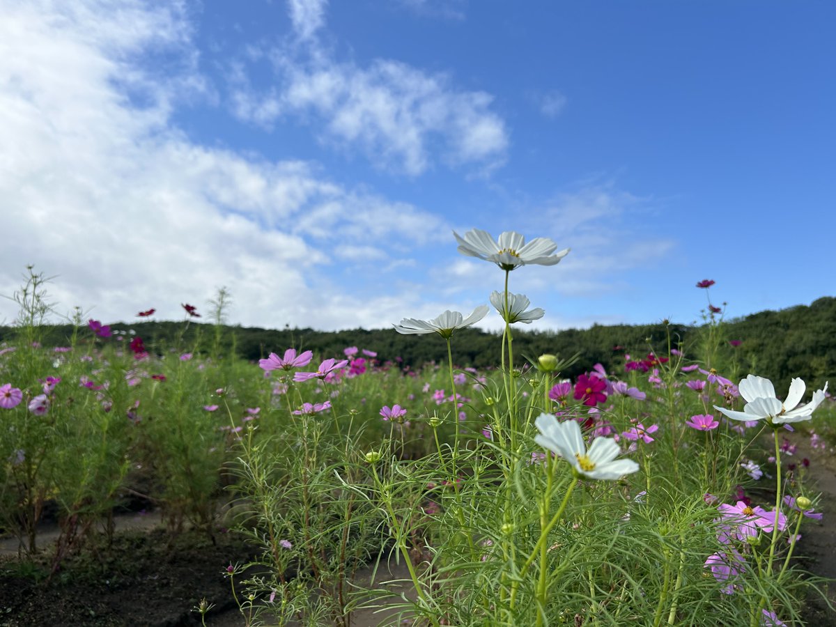 国営越後丘陵公園(公式) on X