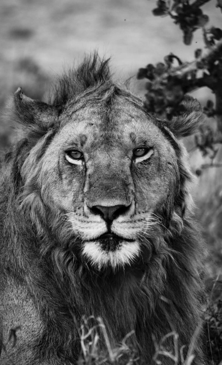 LIONLOVERS5's tweet image. Stunning boy!!

Olubi 💙
Rongai Rocker

#LoveLions
📸 maxgvi Instagram
