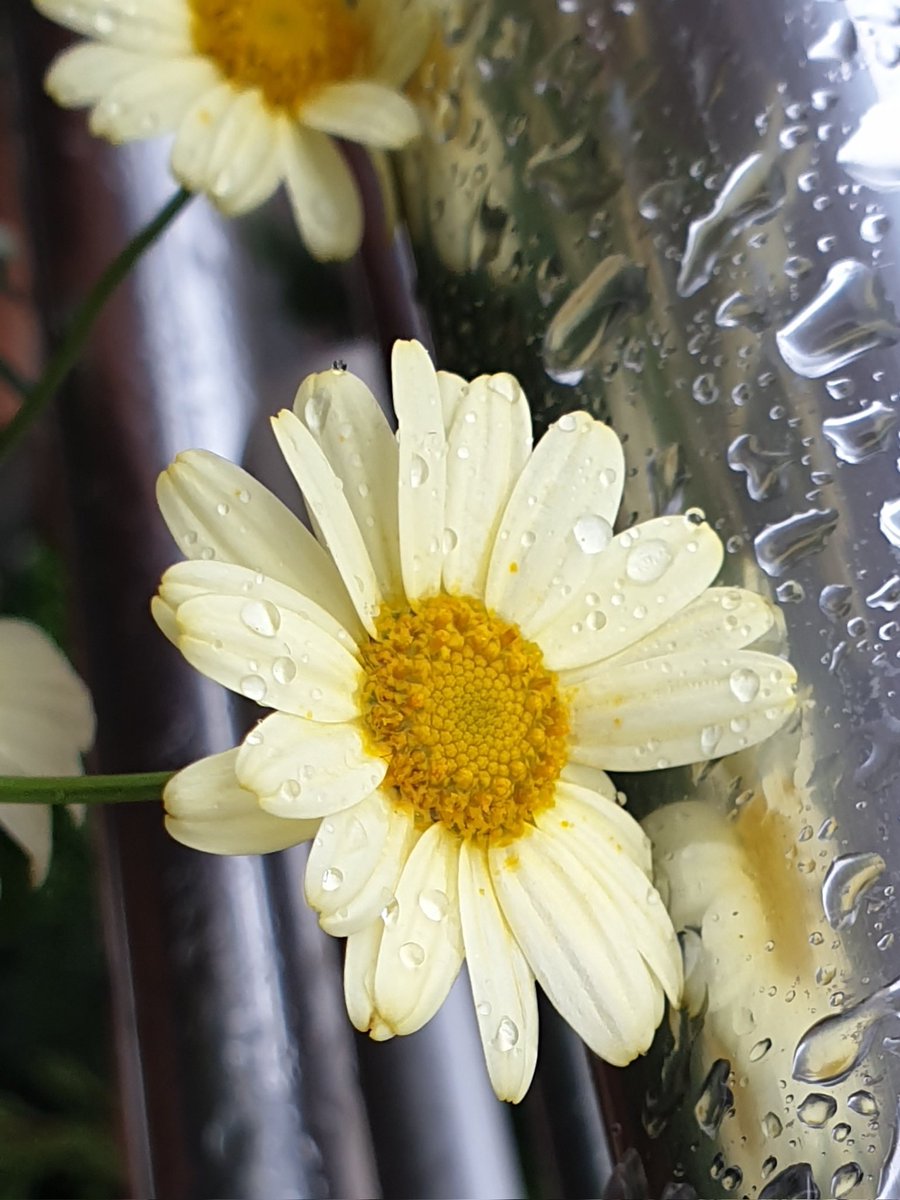 Allah'ım, eğer yanılırsam beni düzelt. Kaybolursam bana rehberlik et. Pes etmeye başlarsam, devam etmemi sağla. Umutsuzluğa kapılırsam, bana mucizeler yolla. Ruhumu diri tut, sırtımı sağlam tut. Yolumu kolaylaştır...
#HayırlıCumalar