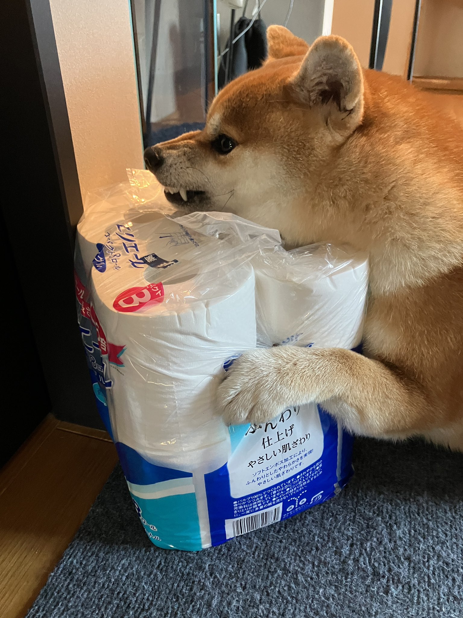柴犬のココとヨッシーのDIY (@shiba_coco10diy) / X