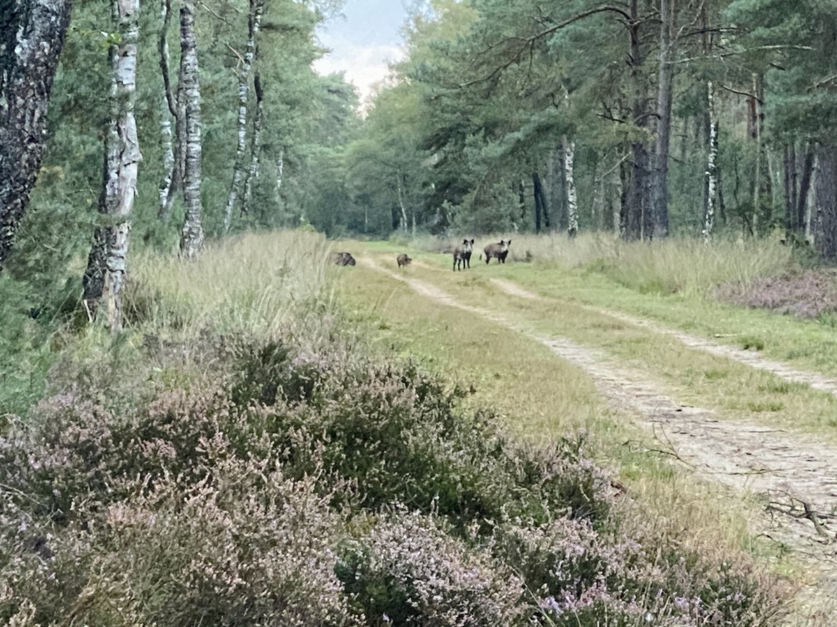 zwientjes kieken… #Veluwe #wildspotten