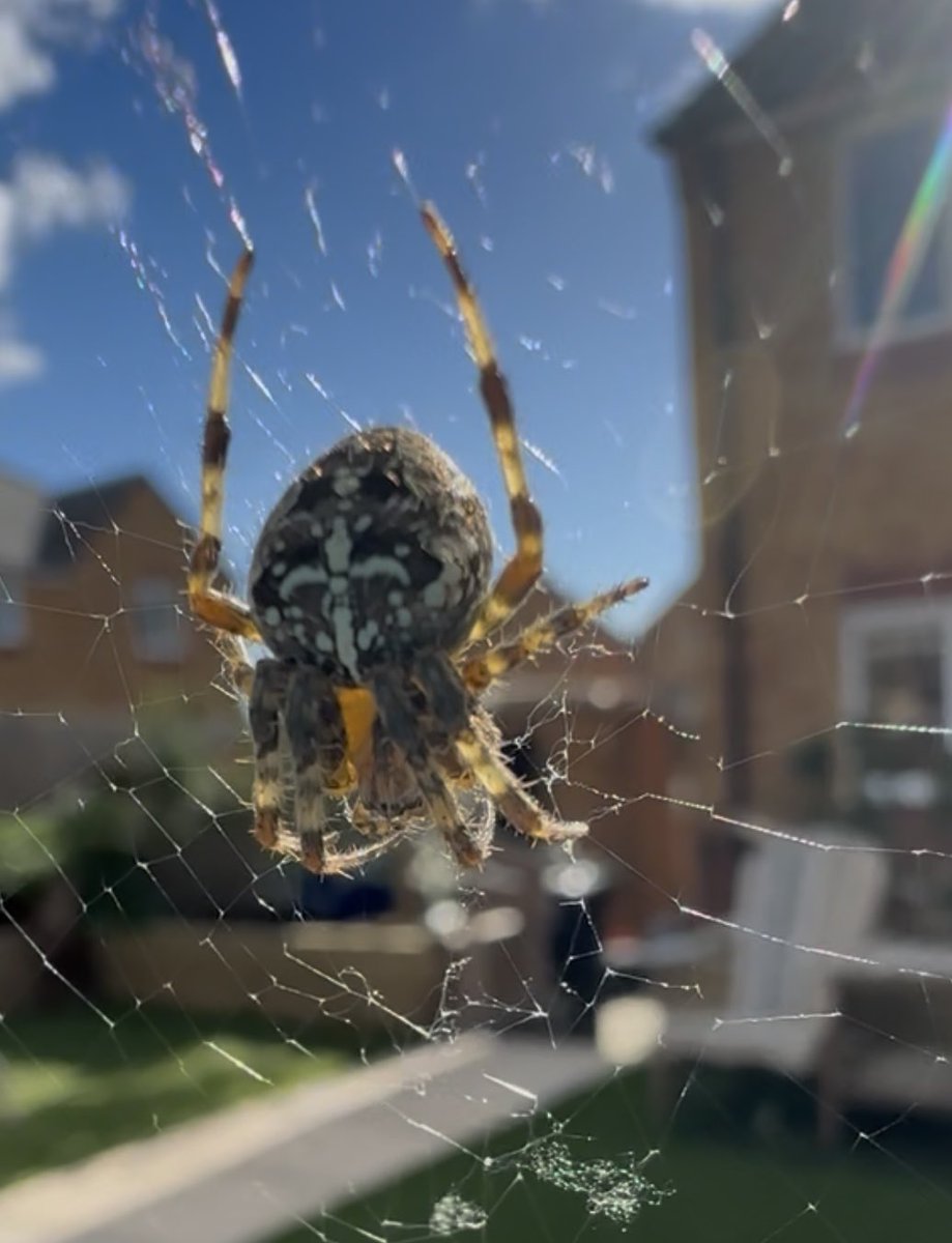 I took this photo yesterday when I was sat in my garden watching this spider spinning its web 
The markings and colours on this spider are just amazing