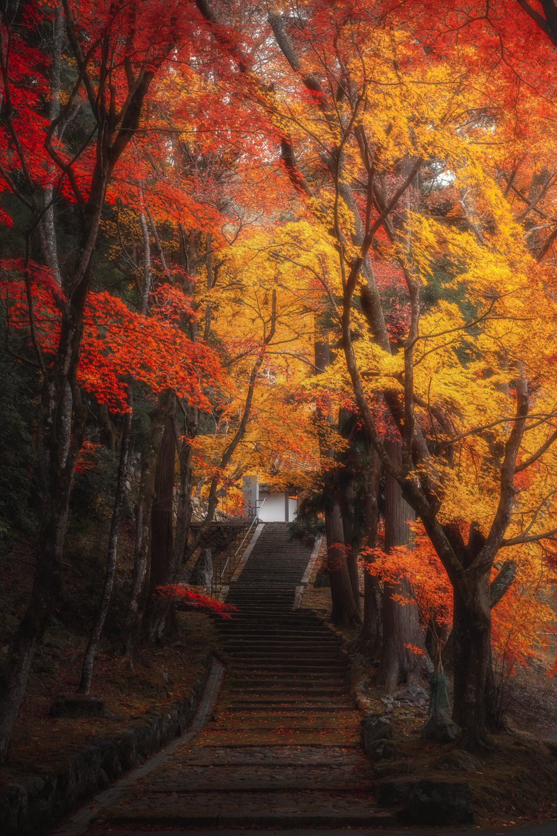 日本の秋はあまりにも美しすぎる