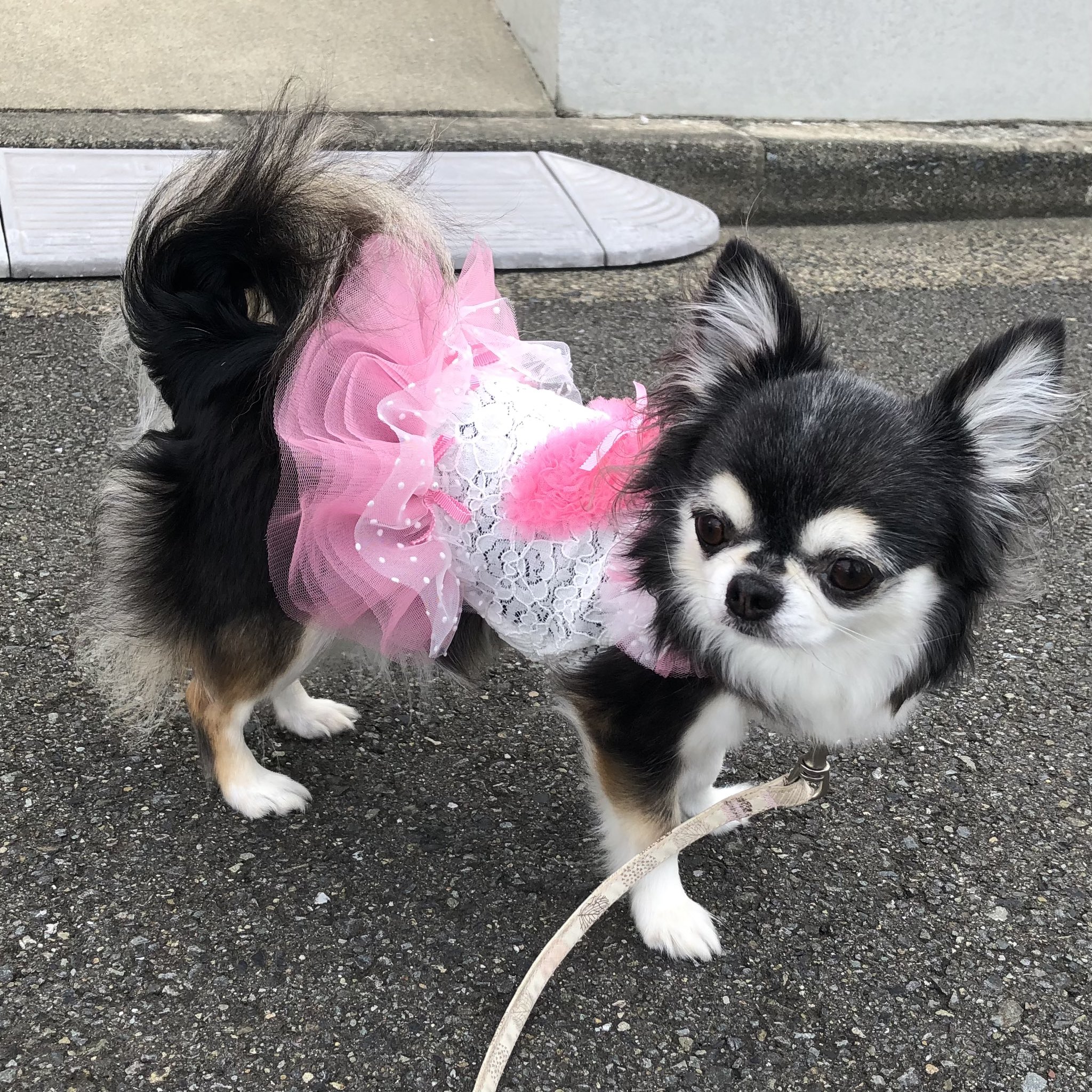 チワワ 加藤裕子 on X: 