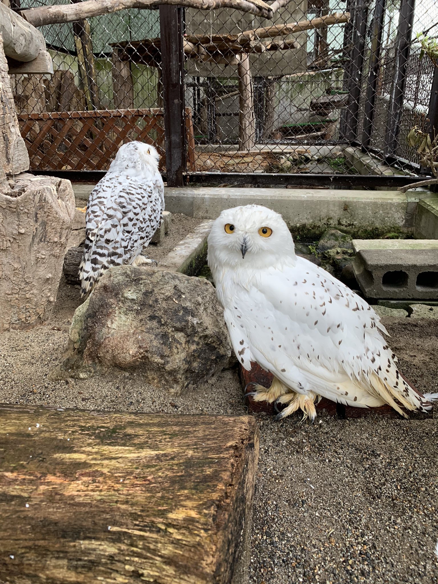  シロフクロウ　オウル　owl シロフクロウ - Search / X