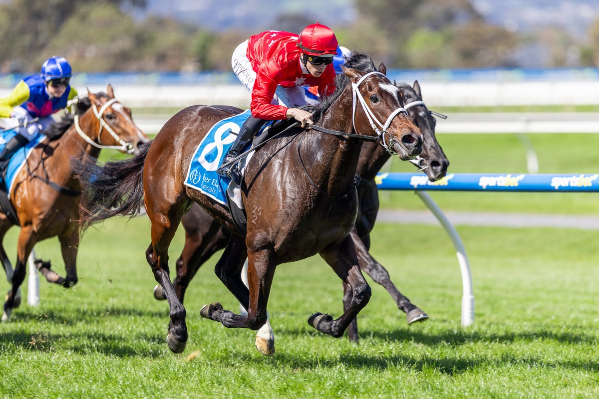 We're looking forward to seeing the #MillParkRaised Snow Mercy in tonight's G3 Scarborough Stakes <a href="/TheValley/">Moonee Valley Racing Club</a> with the <a href="/pstokesracing/">Phillip Stokes Racing</a> trained daughter of <a href="/SwettenhamStud/">Swettenham Stud</a>'s Toronado coming into the race off an impressive last start win.