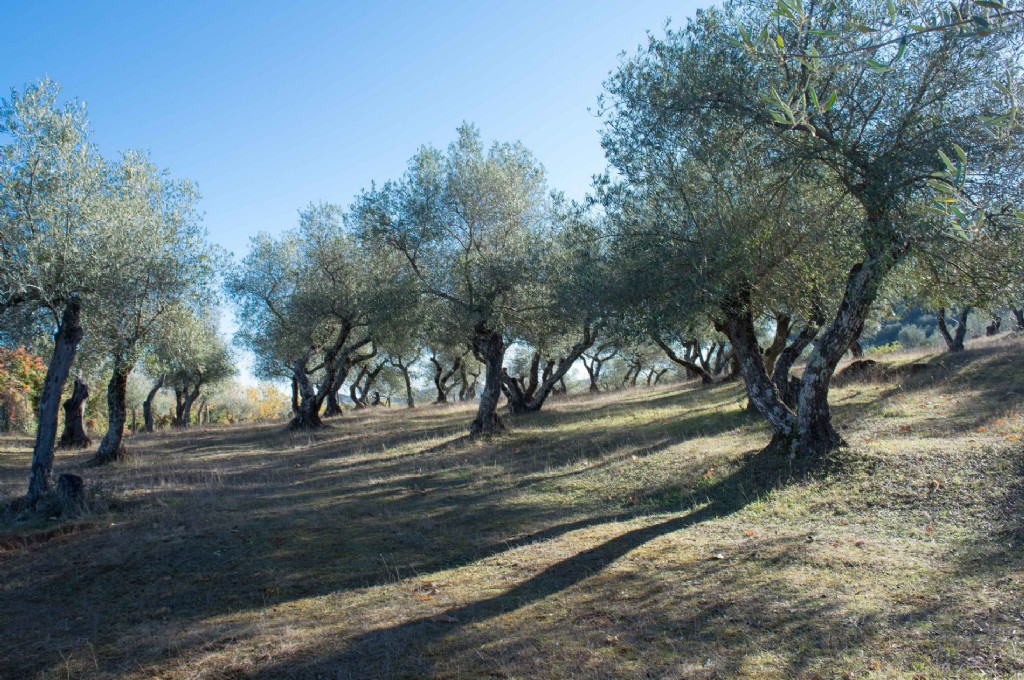 📚🌿 The Community of Madrid will host 2 training courses this fall:
👉 Olive Growing (Oct 9–17)
👉 EVOO Production &amp; Tasting (Nov 10–18)

A unique chance for professionals to deepen knowledge in olive cultivation &amp; olive oil quality.
More info 👇
oliveoilworldcongress.com/the-community-…
