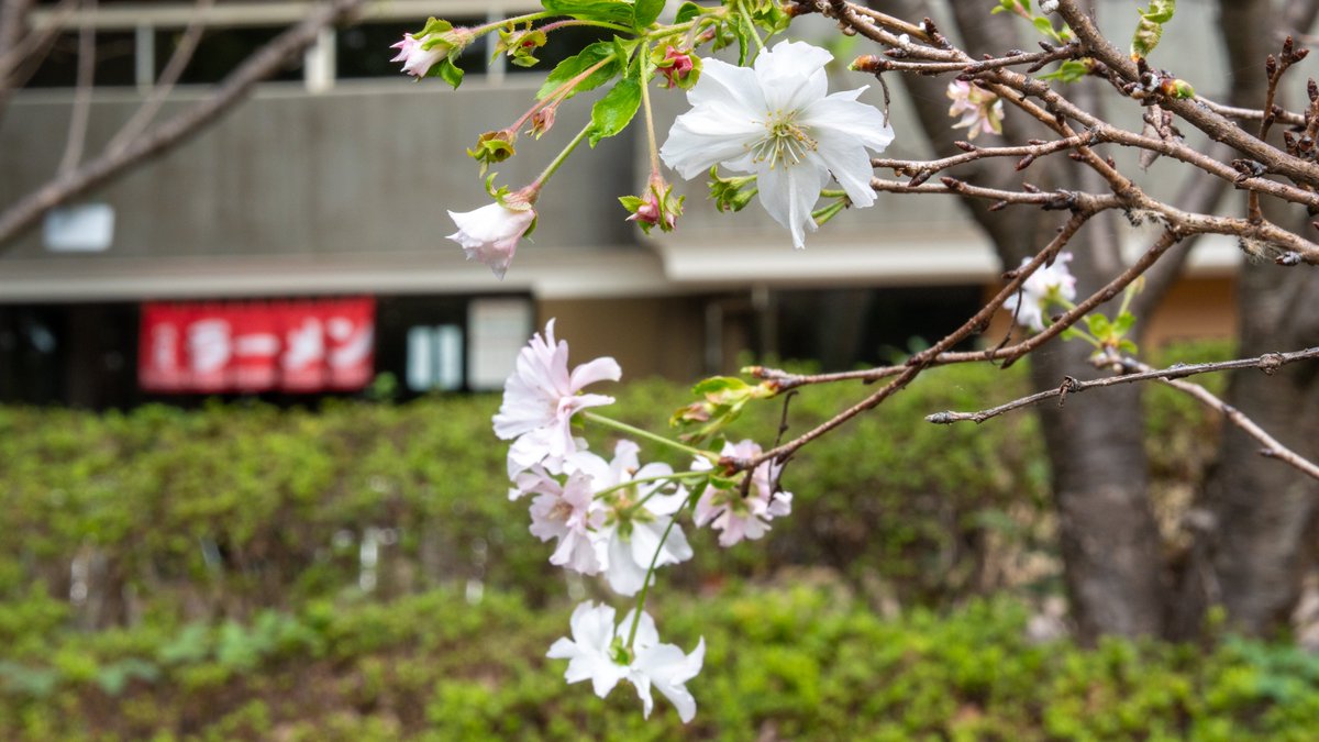 kyuasa9999's tweet photo. 秋らしい写真が撮れました🐢
十月桜🌸🍜
萩🍀🐝
赤べこ🌾🐂🇭🇷
#府中郷土の森 https://t.co/IbdpvtIIV3