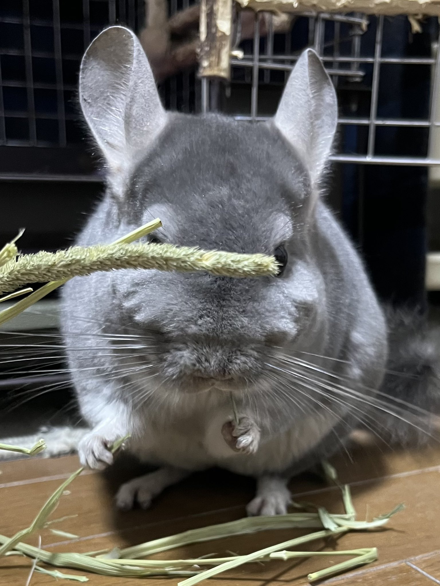 FOXEY チンチラ こんにチラニー #チンチラ #チンチラのいる暮らし #チンチラ