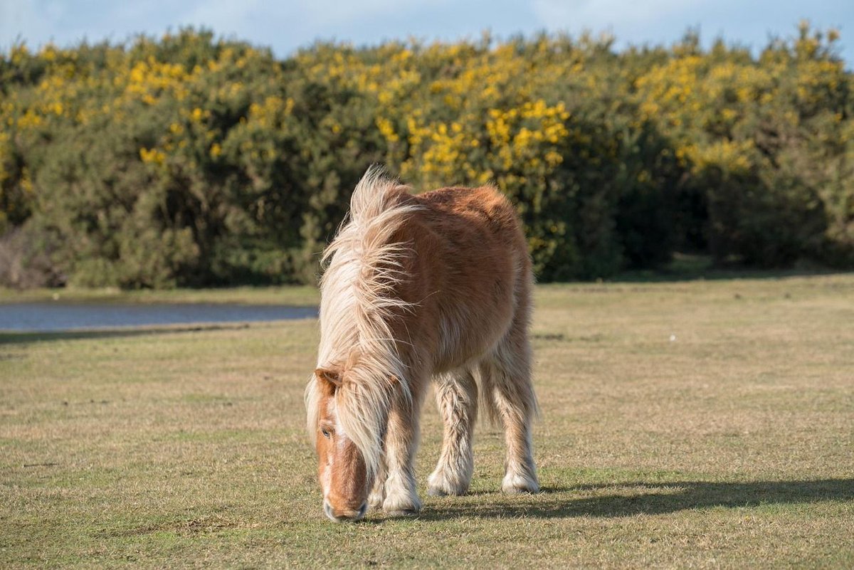 WeAcceptPets's tweet image. 🌳 West Park Farm Holiday Cottages are located just a 5-minute drive from the New Forest. Guests can enjoy peaceful walks surrounded by stunning scenery while spotting thousands of free-roaming ponies, donkeys &amp;amp; cattle. 🐴🐄

Accepts 🐶🐈
weacceptpets.co.uk/Hampshire/3553

#NewForest #UK