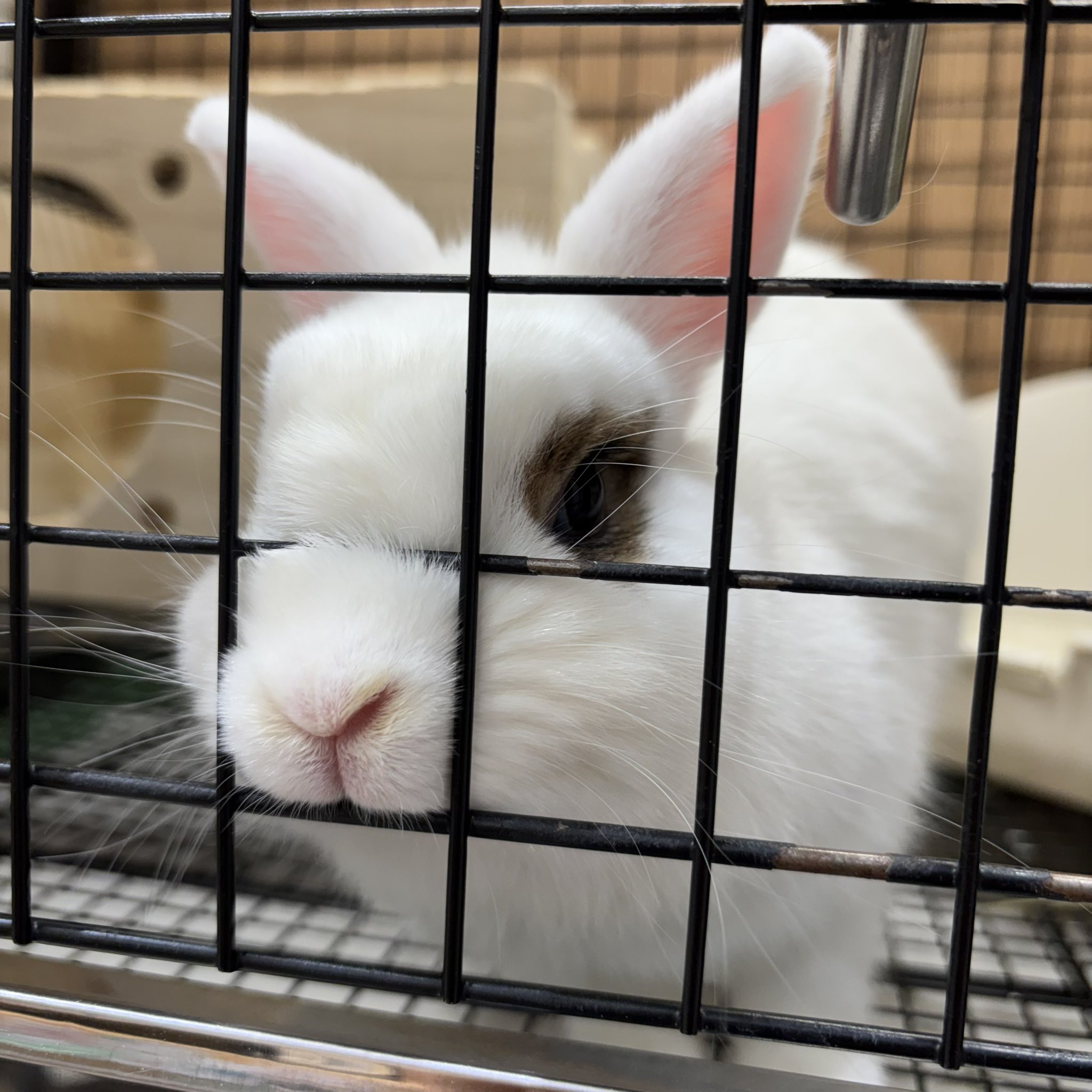 うさぎ様 うさぎのしっぽオリナス錦糸町店 on X: 