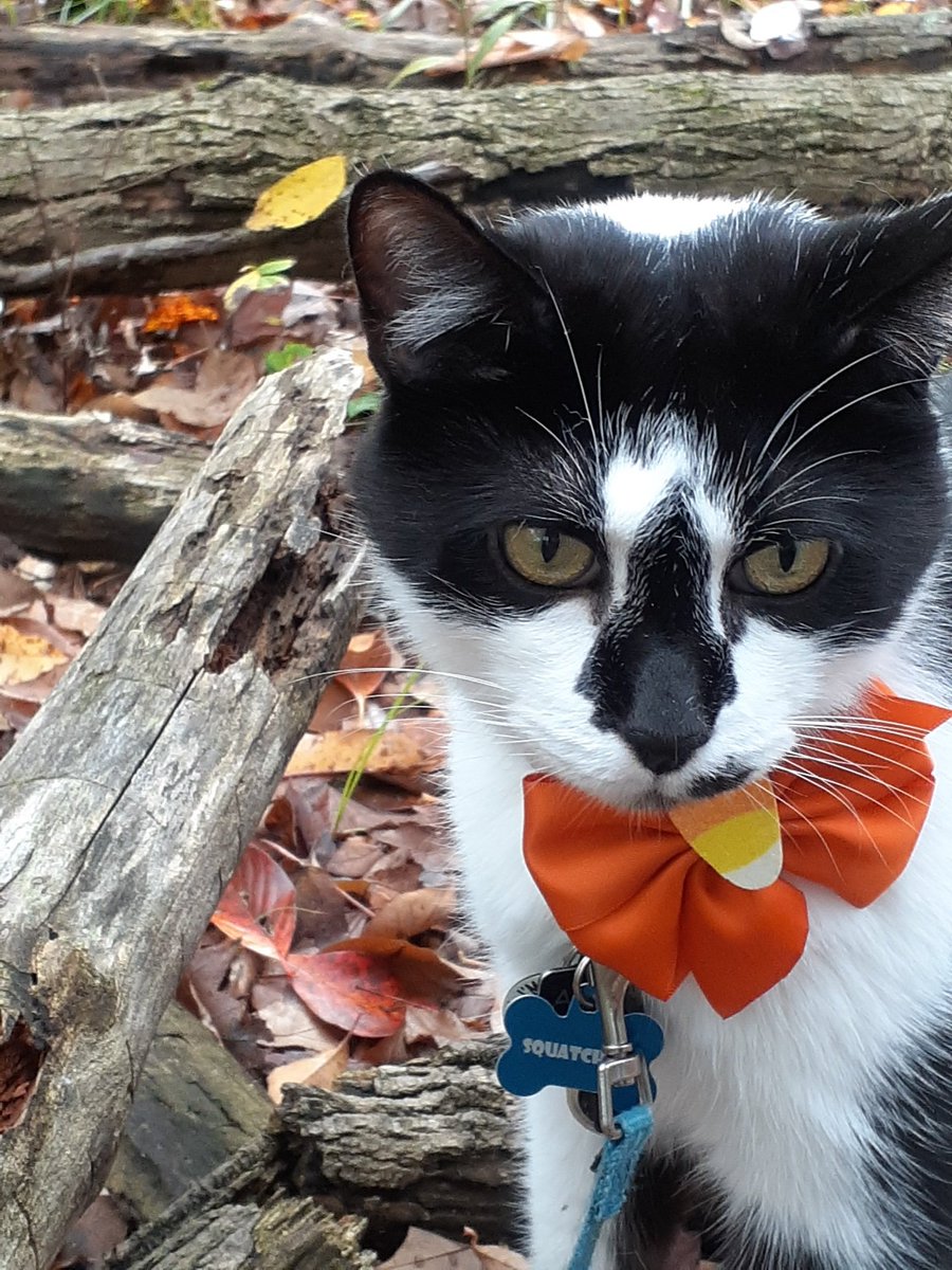 Hello friends! Mommy bought me a new bow tie. Do you like it? Kitty hugs...Oreo🖤🤍🖤 #Hedgewatch