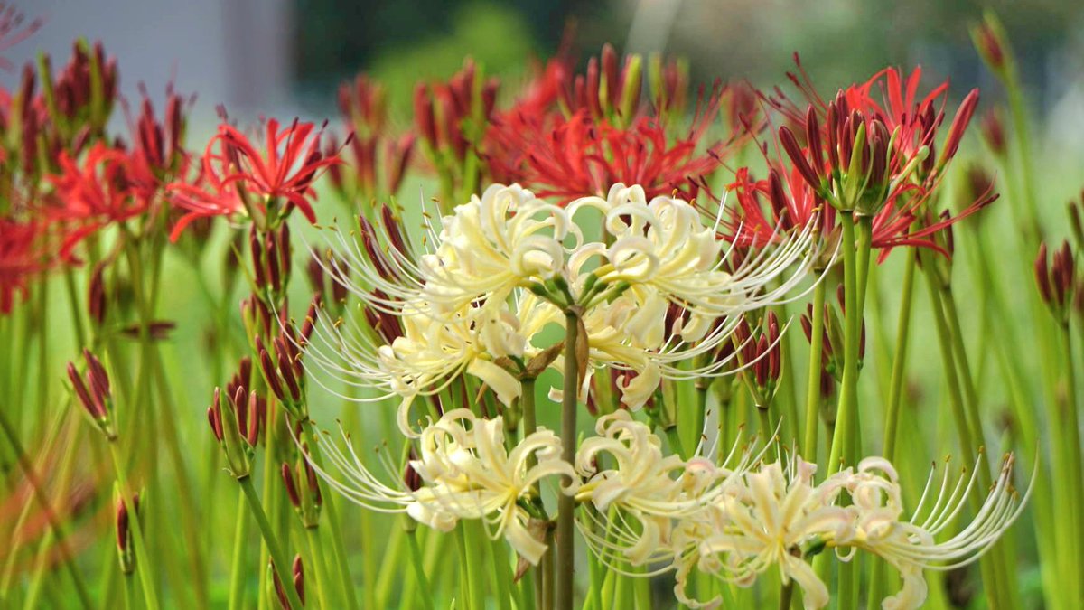 🔔NEWS ／ #常楽寺の彼岸花③ ＼ 今年は全体的に芽が少ないものの