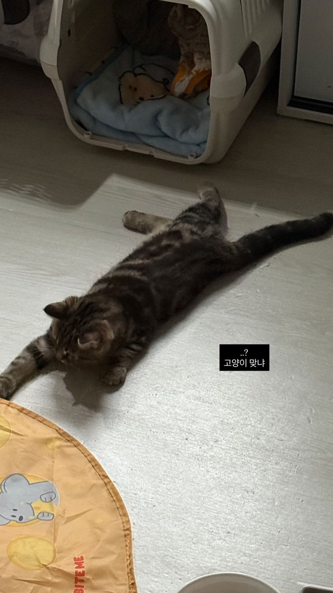 남의집 애기들은 빨리 큰다더니 진짜 빨리크네