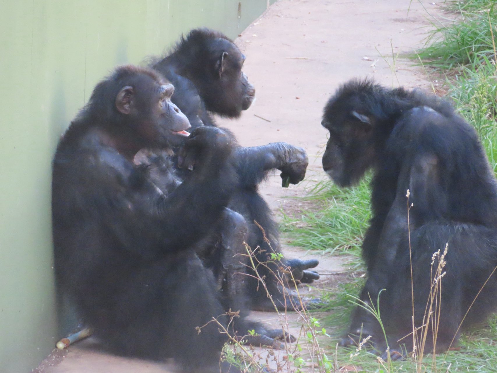⭐︎チンパンジー⭐︎ Ryu, please welcome Marimo. Higashiyama Zoo, Chimpanzee