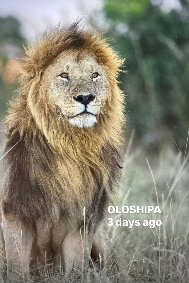 LIONLOVERS5's tweet image. Dear Oloshipa!!

He was seen 3 days ago by this photographer when he took this stunning photo of him.
Hopefully, he will reappear very soon!

#LoveLions
📸 hargasser_wildlife Instagram
