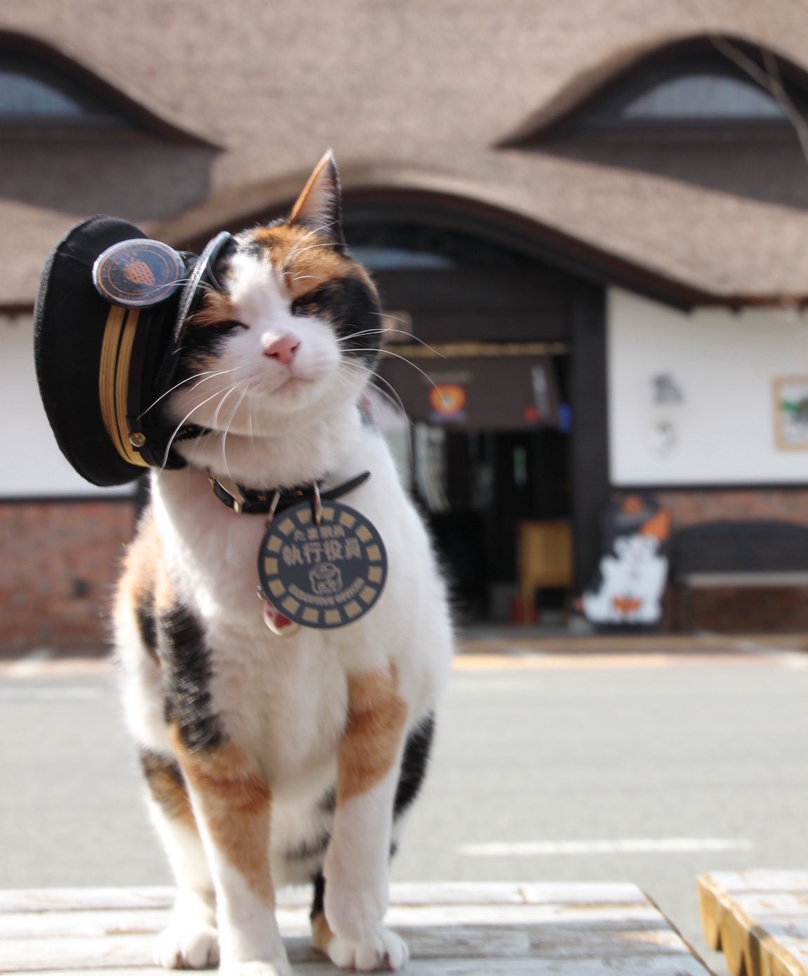 【睦月】切り株付き！まっくろくろの蝶ネクタイねこちゃん形オルゴ☆他４点 睦月】切り株付き！まっくろくろの蝶ネクタイねこちゃん形オルゴ