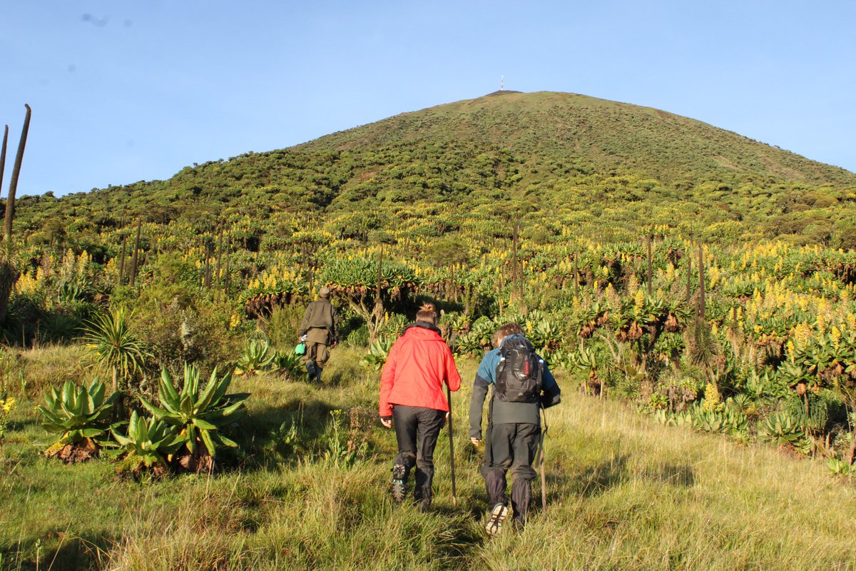 vutuuuu4's tweet photo. πβ°οΈ Rwandaβs mountains are world-class treasures β but making them more accessible could unlock even greater potential.
Safe steps, clear trails & rest stops would allow elderly visitors and families to enjoy hiking, creating:
β
Inclusive tourism experiences
β
Longer visitor stays & higher spending
β
New jobs for local communities
β
Stronger positioning of Rwanda as a sustainable destination πΏβ¨
@RDBrwanda @visitrwanda_now @EnviroRwanda @TourismChamber
@REMA_Rwanda
@RwandaGuides
We kindly request your consideration in developing accessible hiking routes in Volcanoes National Park β a step that would benefit visitors, communities, and Rwandaβs tourism future. ππ·πΌ 1/2
πΈ : @beyond_gorila
#VisitRwanda #SustainableTourism
#BNCE