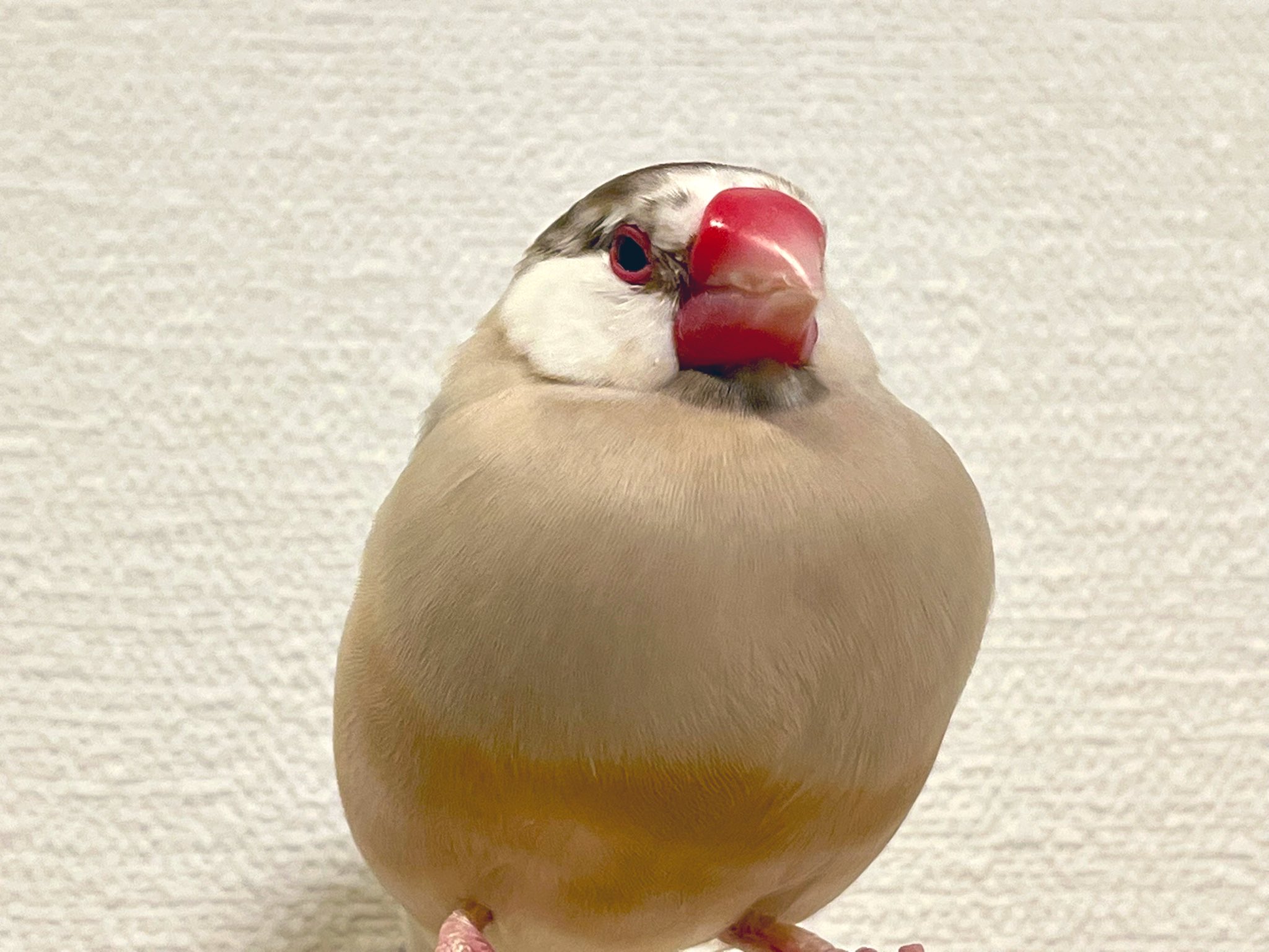 あんころもっち GkZZK37W0AARSM1.jpg
