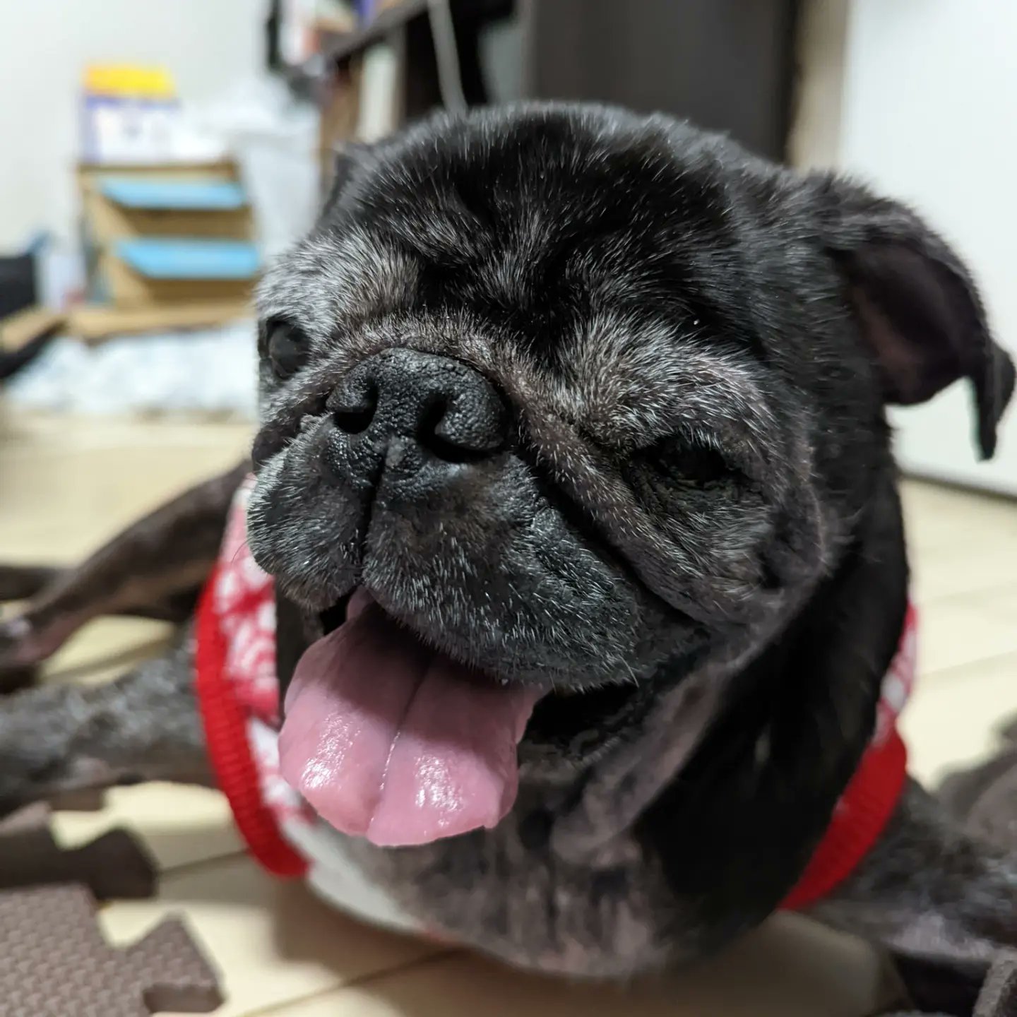 パグ犬のたんぼくん (@tanbokun615) / X