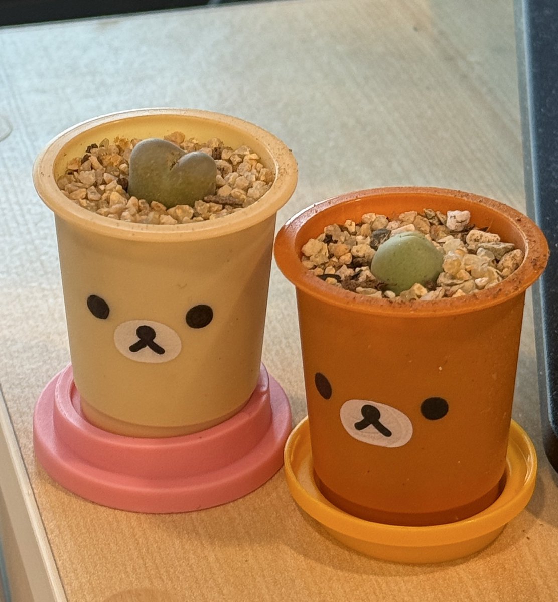 너무 귀엽다🩷