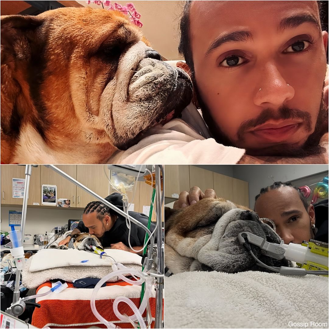 🚨 Lewis Hamilton a annulé sa participation aux tests Pirelli prévus aujourd’hui au Mugello avec Ferrari afin de rester auprès de son chien Roscoe, qui serait actuellement entre la vie et la mort. 

Âgé de 12 ans et déjà touché par une pneumonie, l’état de santé de Roscoe s’est