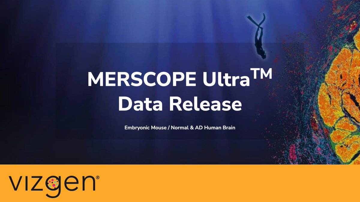 vizgen_inc's tweet image. New data release highlights the power of MERSCOPE Ultra to capture high-resolution #spatialtranscriptomics across a 3.0 cm² imaging area: 
 
• Mouse embryo tissue (E10, E12, and E14) on same slide  
• Normal and Alzheimer’s human brain on same slide 

hubs.ly/Q03KH7VN0