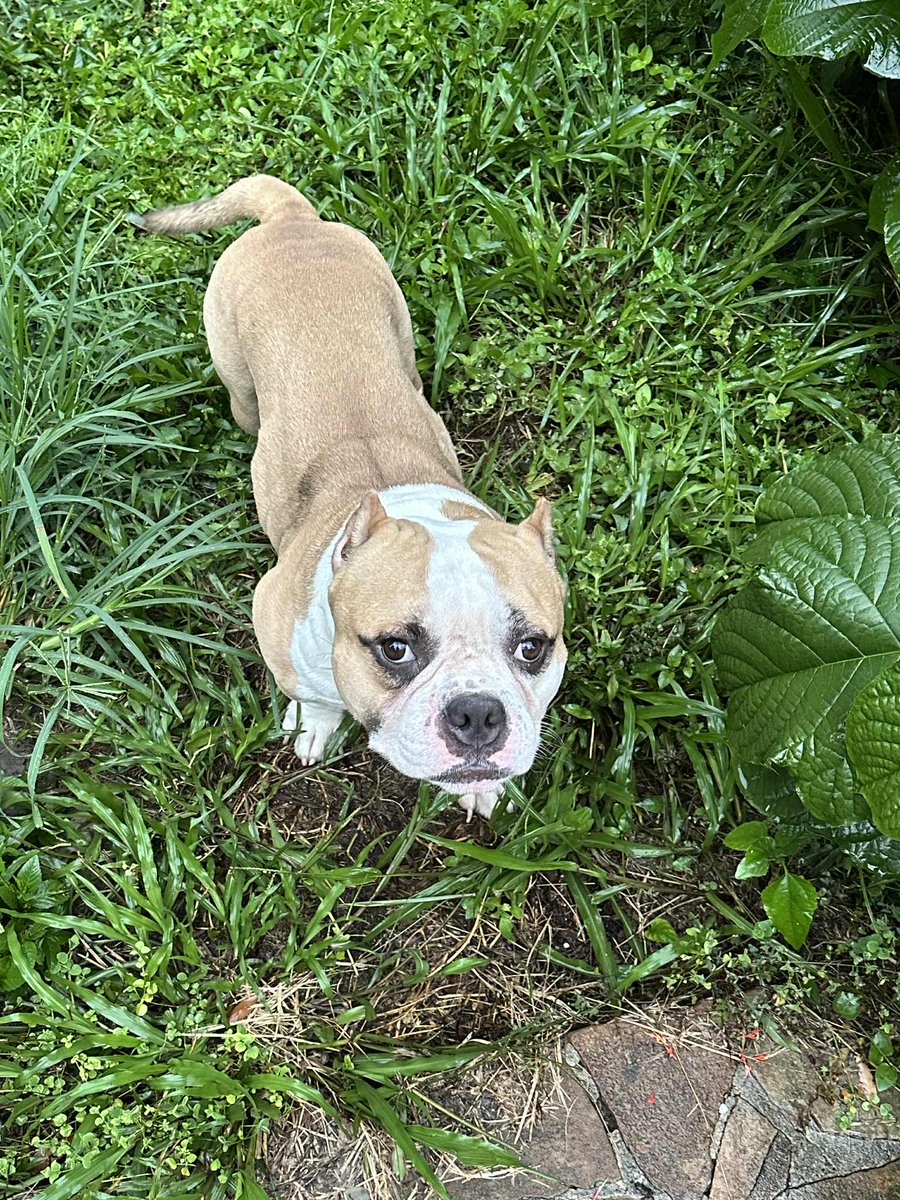 Rugaz Rescue Inc.'s "Tator"  -  Adopted!   2025