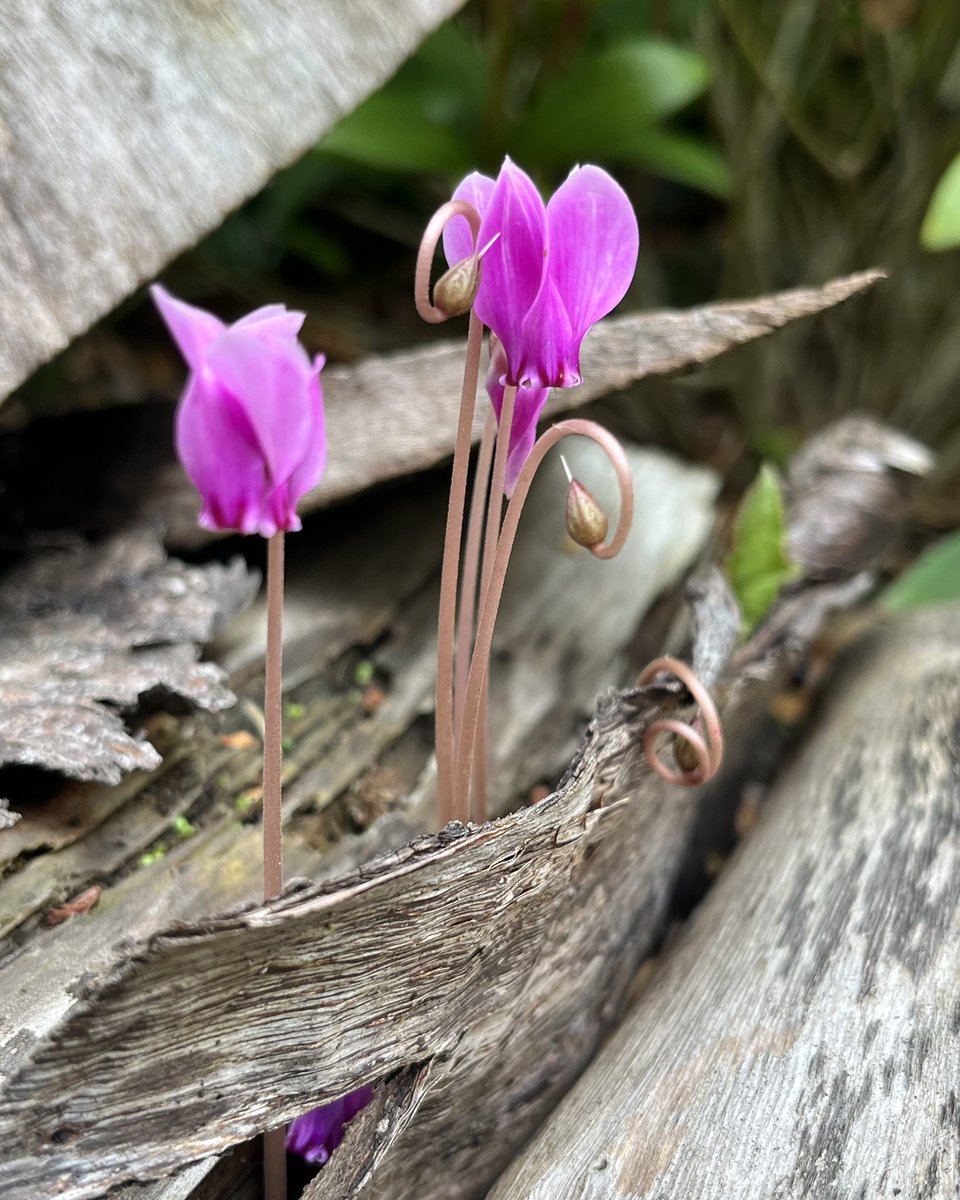 You can’t keep a good flower down… even if it’s under a pile of logs! 🩷💚 #FlowersOnFriday #attheoffice #natureisamazing