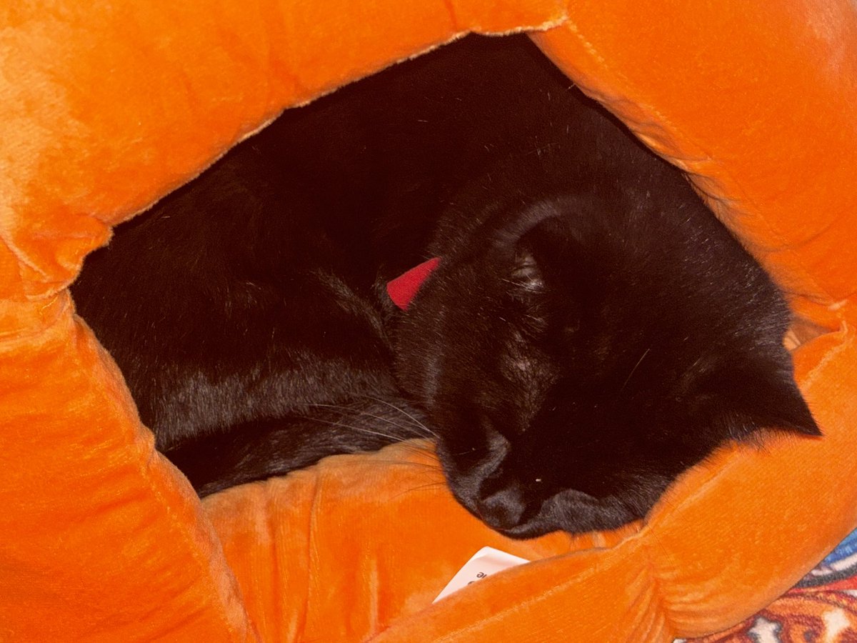 It’s been a while and in that time a lot has happened. 

I lost my soul found and a few family members, found rock bottoms basement and honestly took a moment to let myself feel everything. 

Now I have Lucipurr, my fur baby, the support of many including my partner. I’m back!