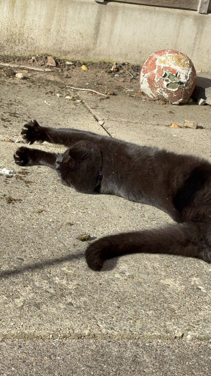 KnightDouchebag's tweet photo. It’s been a while and in that time a lot has happened. 

I lost my soul found and a few family members, found rock bottoms basement and honestly took a moment to let myself feel everything. 

Now I have Lucipurr, my fur baby, the support of many including my partner. I’m back! https://t.co/ZYiq6yuQiB