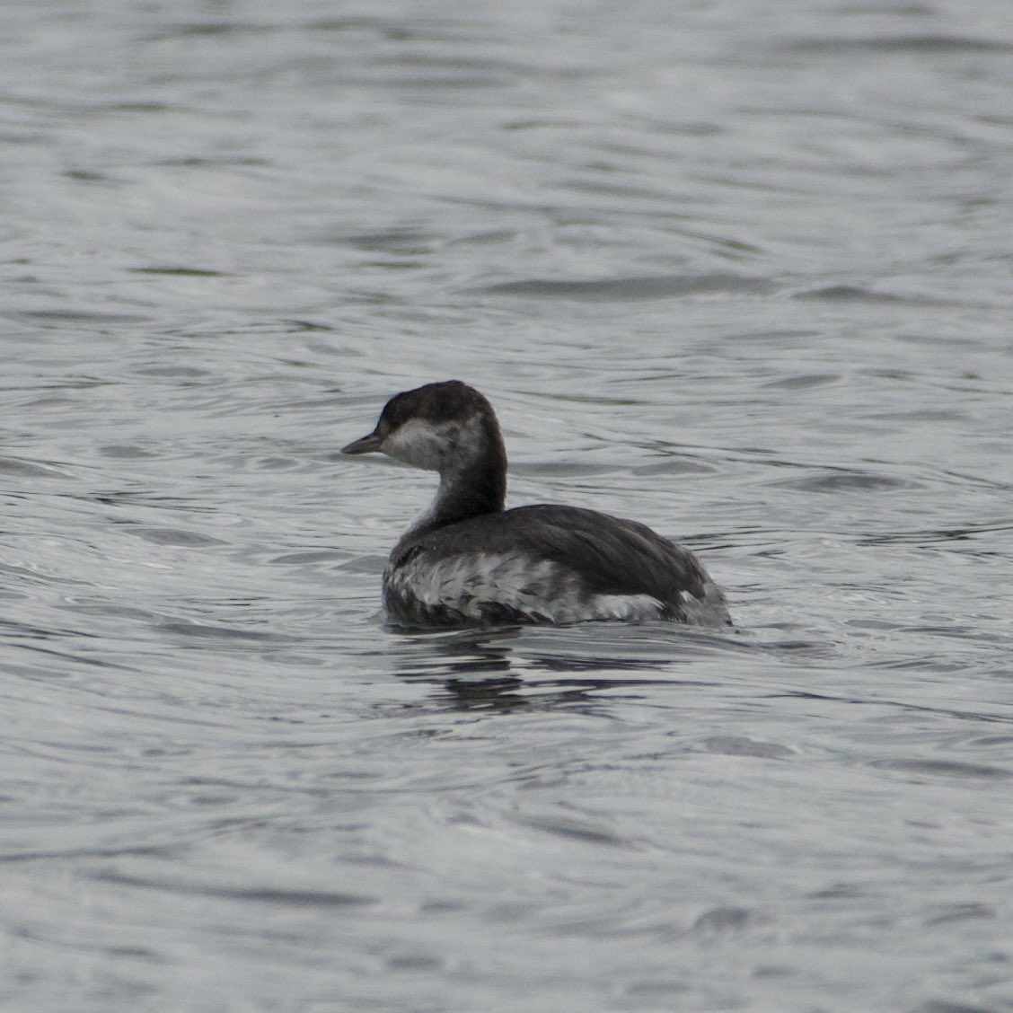 Stanford Reservoir - went back for seconds of the Slavonian Grebe. Cracking patch bird. <a href="/rg_stanford/">Stanford_RG</a> <a href="/LandRbirds/">Birds of Leicestershire & Rutland</a> #northantsbirds