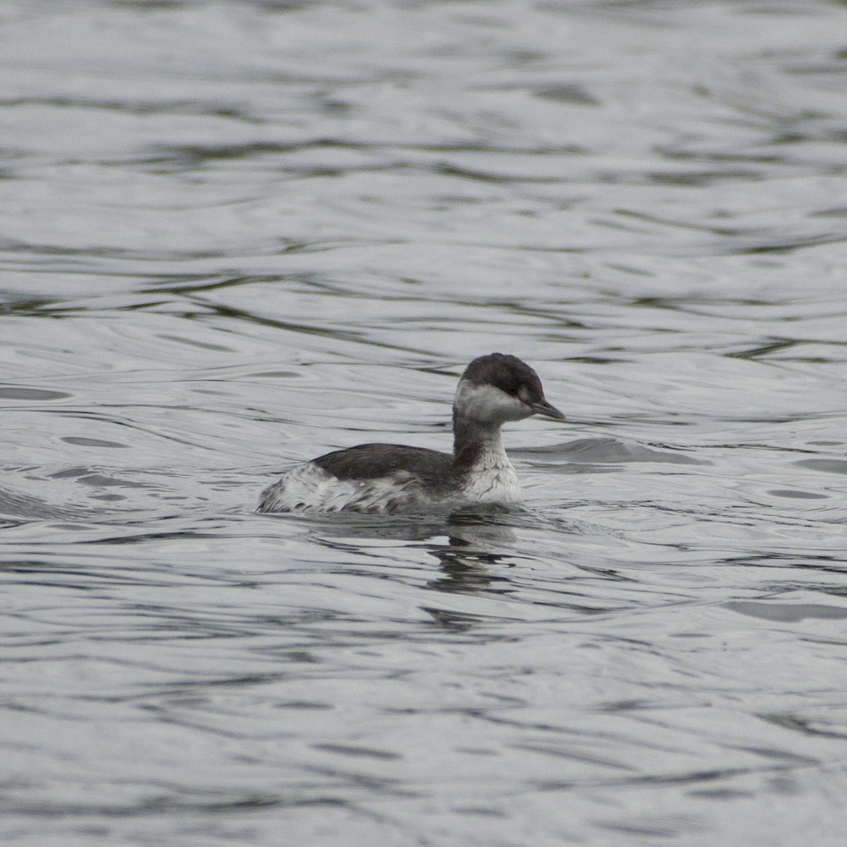 c4hub's tweet image. Stanford Reservoir - went back for seconds of the Slavonian Grebe. Cracking patch bird. @rg_stanford @LandRbirds #northantsbirds