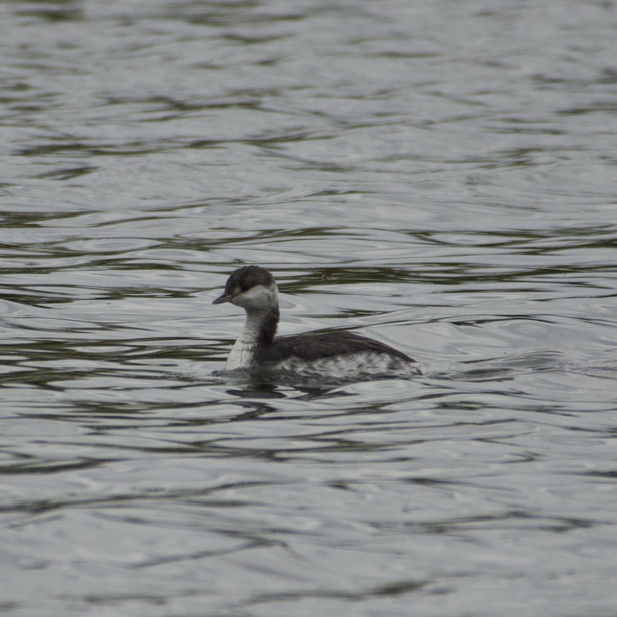 c4hub's tweet image. Stanford Reservoir - went back for seconds of the Slavonian Grebe. Cracking patch bird. @rg_stanford @LandRbirds #northantsbirds