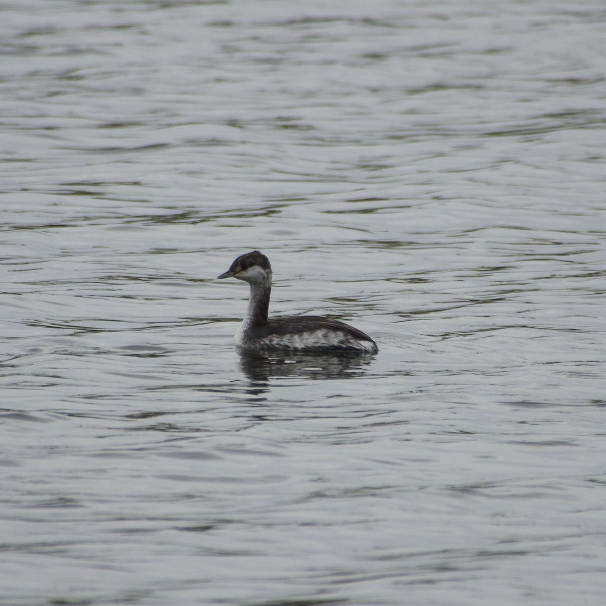 c4hub's tweet image. Stanford Reservoir - went back for seconds of the Slavonian Grebe. Cracking patch bird. @rg_stanford @LandRbirds #northantsbirds
