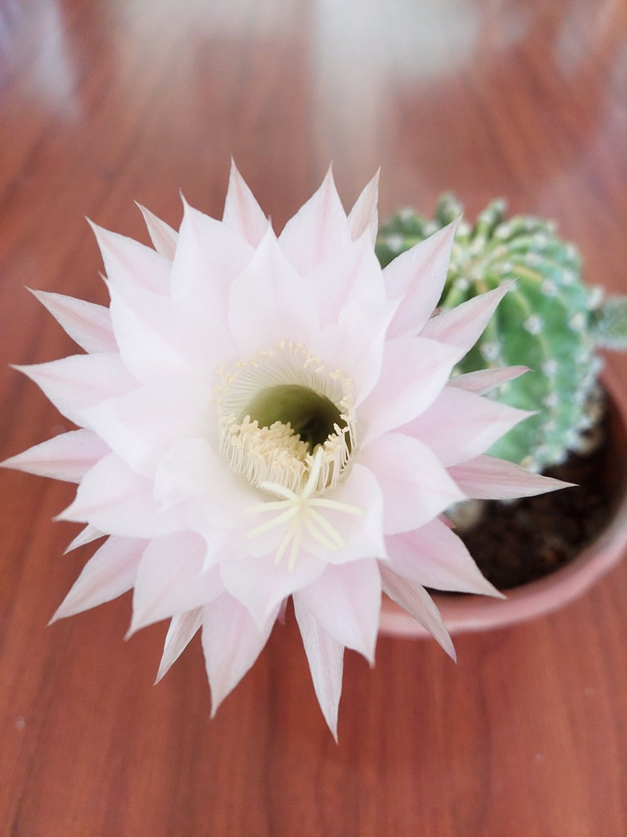 Hasta el cactus tiene sus días de primavera 😎🌼