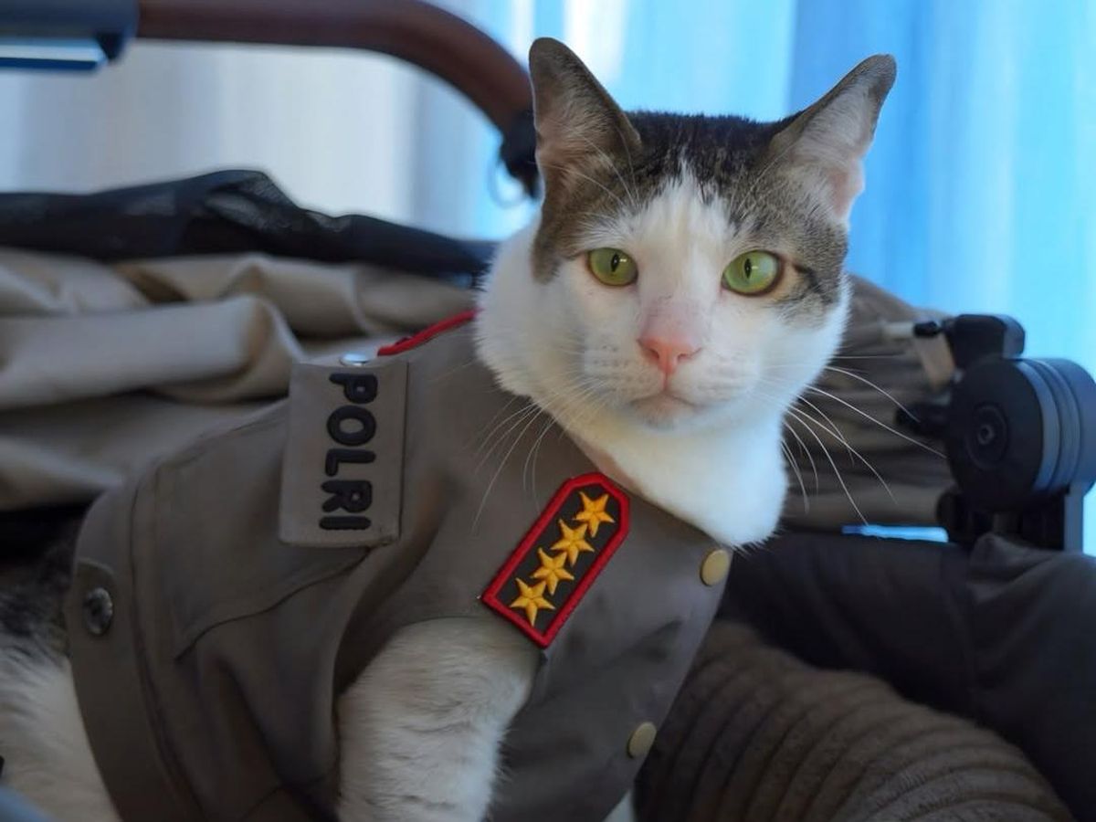 miung 10 tweet media