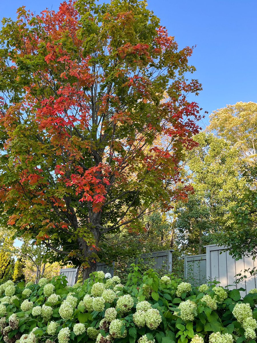 It's another Fall Color Friday and we are starting to see more pops of colors in the trees. The leaves are just beginning their seasonal shift, but a few more cool nights will usher in some truly beautiful hues.