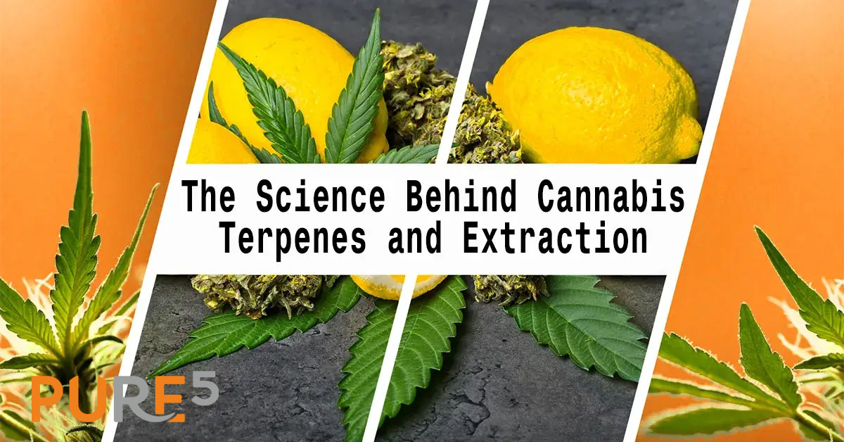 pure5tm's tweet photo. 🌿 Explore cannabis terpenes with PURE5™ Extraction! 🍃 Our blog category covers aromas, flavors &amp; therapeutic benefits, plus how PURE5™ equipment preserves every compound.

🔗 https://t.co/YA6Oe0KH3L

#CannabisTerpenes #TerpenePreservation #PURE5Extraction 🌱✨ https://t.co/RSWSLaAC04