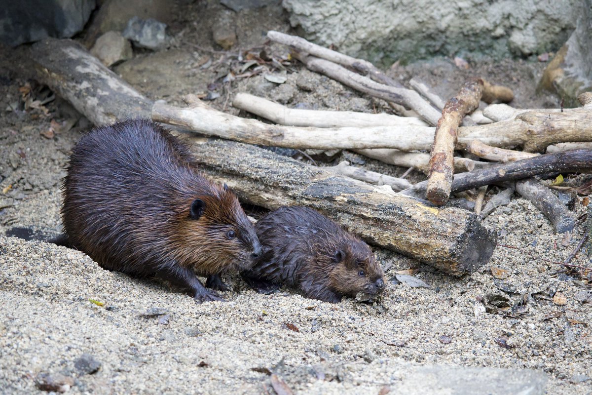 チビーバーぁベビーバーぁ

🦫:25.4.20/のいち動物公園
