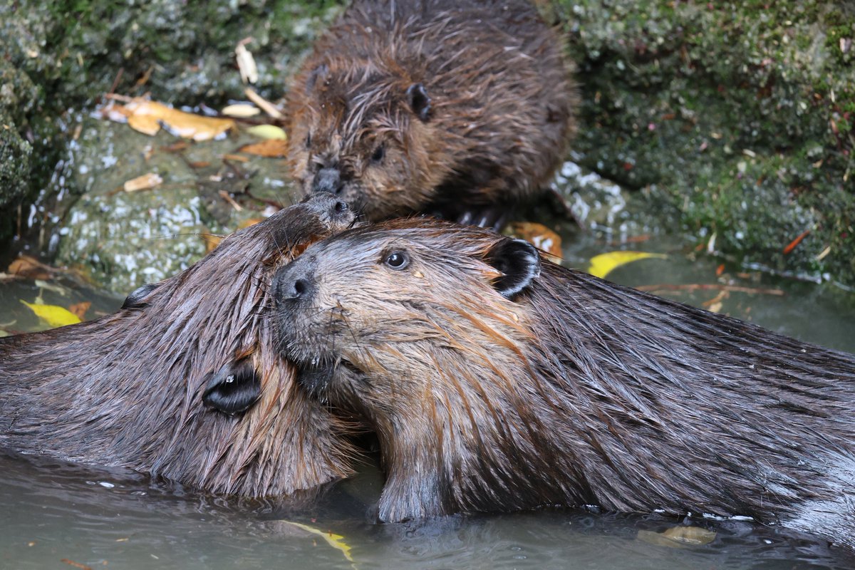 大物感漂うコッペ先輩

🦫:25.4.20/のいち動物公園（コッペ）