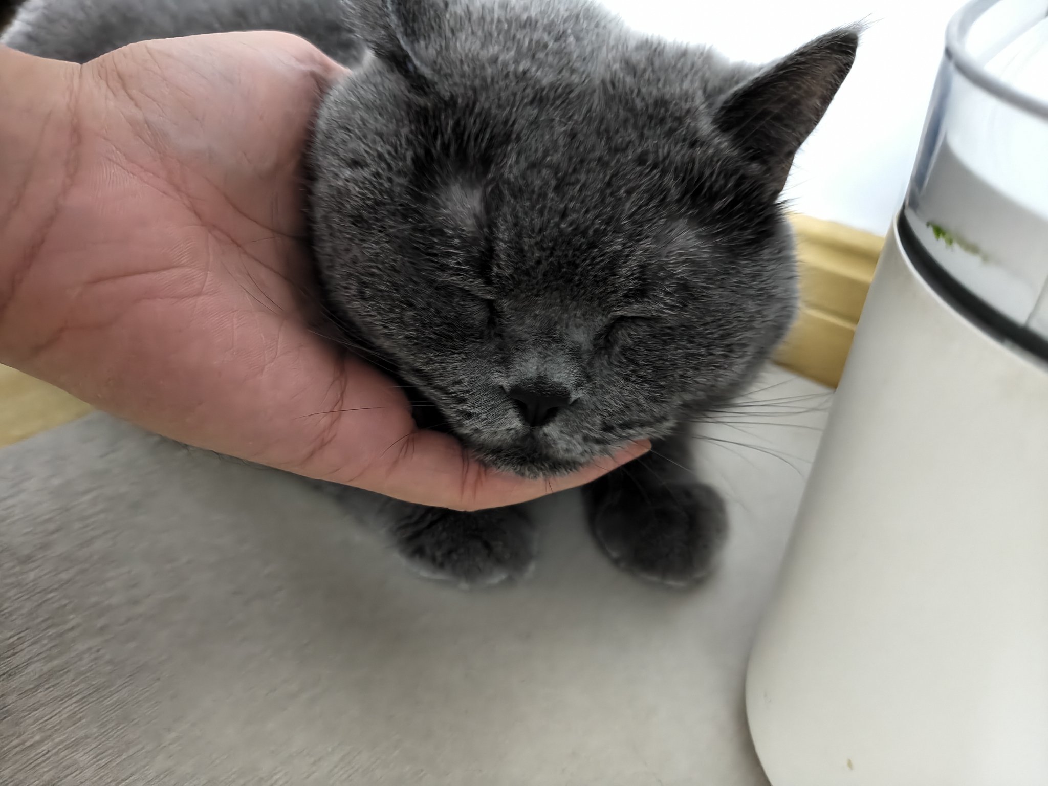 猫 8月8日(金)より ねこにすと90心斎橋OPA🐈‍⬛が開催です🙌 今回は