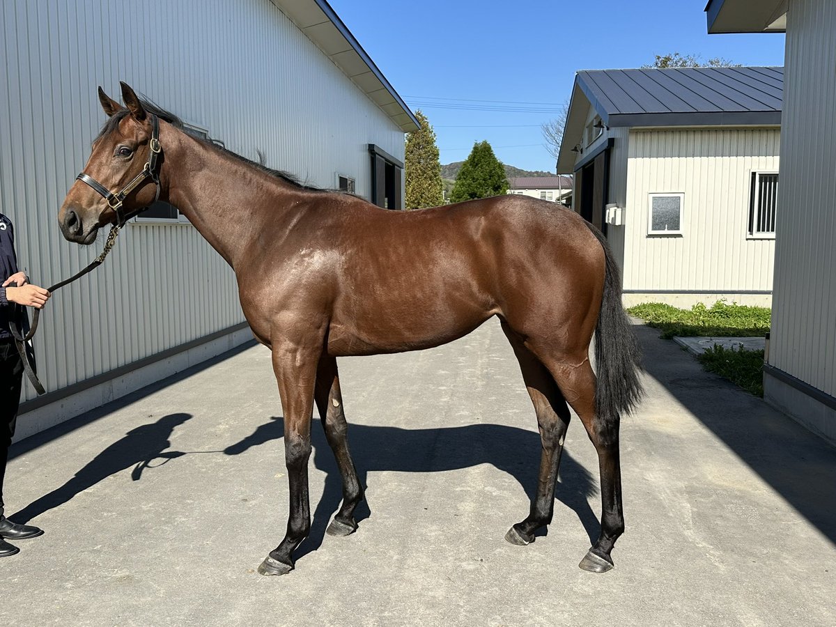 ガジコパパ on X