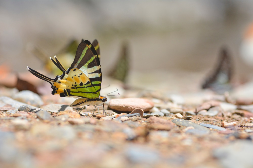 ZSLScience's tweet image. 🦋 ZSL is now also posting on Bluesky! Join us over there for the latest science and conservation updates: bsky.app/profile/zsloff…